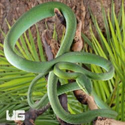 Giant Green Vine Snake
