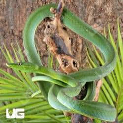 Giant Green Vine Snake