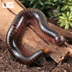 Giant Tricolor Millipede for sale - Underground Reptiles