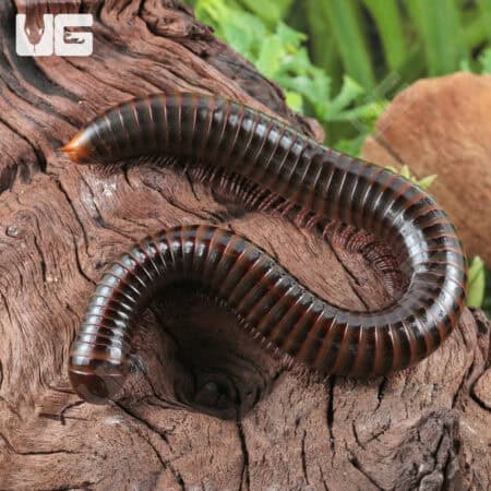Giant Tricolor Millipede for sale - Underground Reptiles