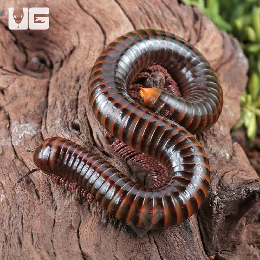 Giant Tricolor Millipede for sale - Underground Reptiles