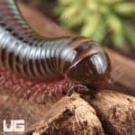 Giant Tricolor Millipede for sale - Underground Reptiles