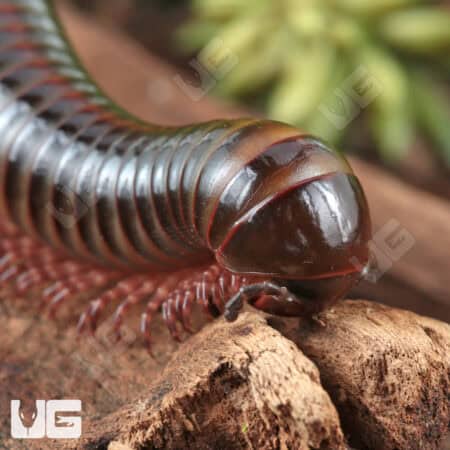 Giant Tricolor Millipede for sale - Underground Reptiles