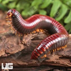Giant Cherry Bomb Millipede