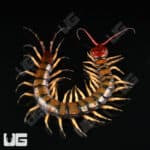 C.B. Guizhou Tiger Centipede (Scolopendra dehanni)  For Sale- Underground Reptiles
