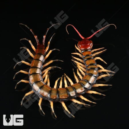 C.B. Guizhou Tiger Centipede (Scolopendra dehanni)  For Sale- Underground Reptiles