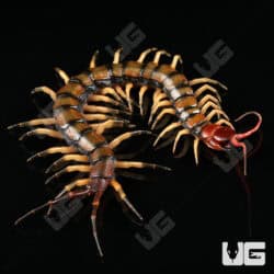 C.B. Guizhou Tiger Centipede (Scolopendra dehanni)  For Sale- Underground Reptiles