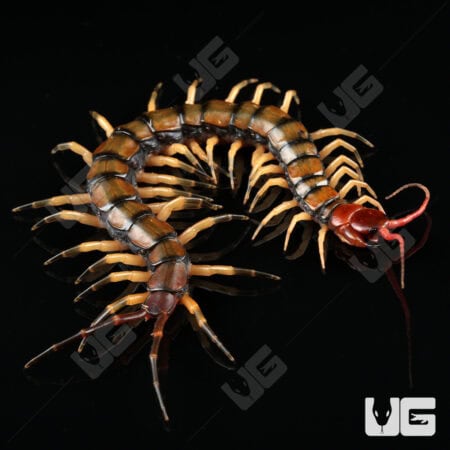 C.B. Guizhou Tiger Centipede (Scolopendra dehanni)  For Sale- Underground Reptiles