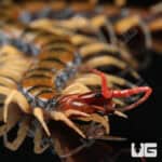 C.B. Guizhou Tiger Centipede (Scolopendra dehanni)  For Sale- Underground Reptiles