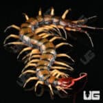 C.B. Guizhou Tiger Centipede (Scolopendra dehanni)  For Sale- Underground Reptiles