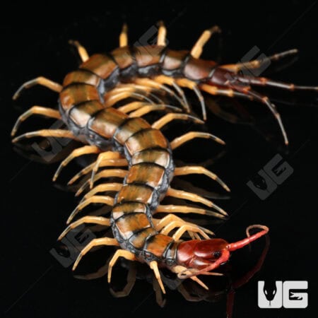 C.B. Guizhou Tiger Centipede (Scolopendra dehanni)  For Sale- Underground Reptiles