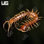 C.B. Hispaniola Red Giant Centipede (Scolopendra sp. Ruby Red)