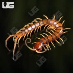 C.B. Hispaniola Red Giant Centipede (Scolopendra sp. Ruby Red)