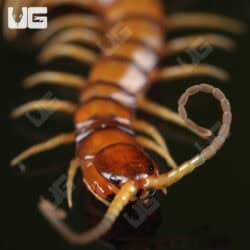 C.B. Hispaniola Red Giant Centipede (Scolopendra sp. Ruby Red)