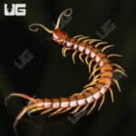 C.B. Hispaniola Red Giant Centipede (Scolopendra sp. Ruby Red)
