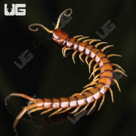 C.B. Hispaniola Red Giant Centipede (Scolopendra sp. Ruby Red)