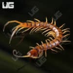 C.B. Hispaniola Red Giant Centipede (Scolopendra sp. Ruby Red)