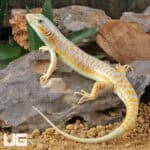 Schneider Skink For Sale - Underground Reptiles