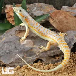 Schneider Skink For Sale - Underground Reptiles