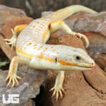 Schneider Skink For Sale - Underground Reptiles