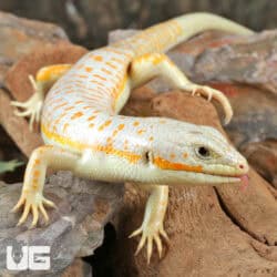 Schneider Skink For Sale - Underground Reptiles