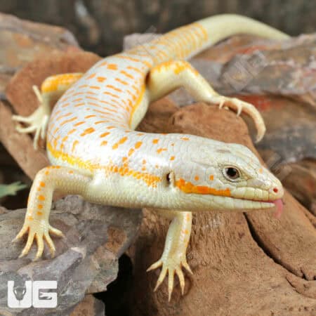 Schneider Skink For Sale - Underground Reptiles