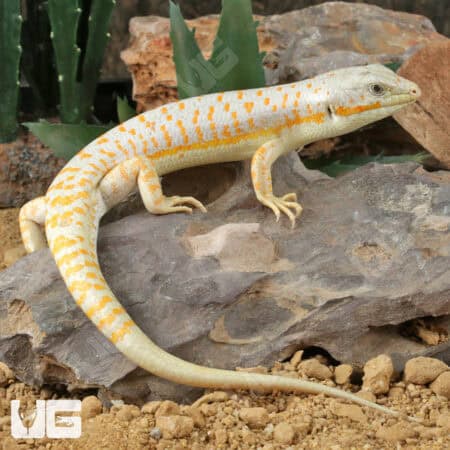 Schneider Skink For Sale - Underground Reptiles