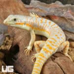 Schneider Skink For Sale - Underground Reptiles