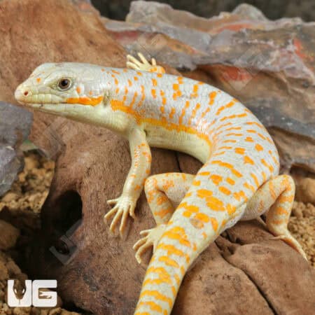 Schneider Skink For Sale - Underground Reptiles