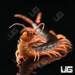 C.B. Japanese Giant Centipede (Scolopendra japonica)  For Sale- Underground Reptiles