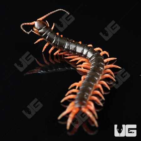 C.B. Japanese Giant Centipede (Scolopendra japonica)  For Sale- Underground Reptiles