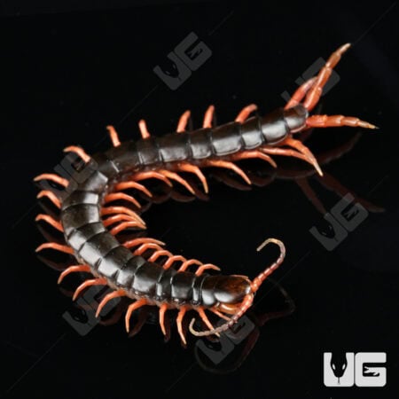 C.B. Japanese Giant Centipede (Scolopendra japonica)  For Sale- Underground Reptiles
