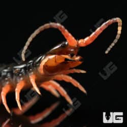 C.B. Japanese Giant Centipede (Scolopendra japonica)  For Sale- Underground Reptiles