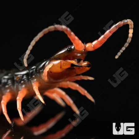 C.B. Japanese Giant Centipede (Scolopendra japonica)  For Sale- Underground Reptiles