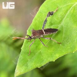 Eastern Leaf Bug For Sale - Underground Reptiles