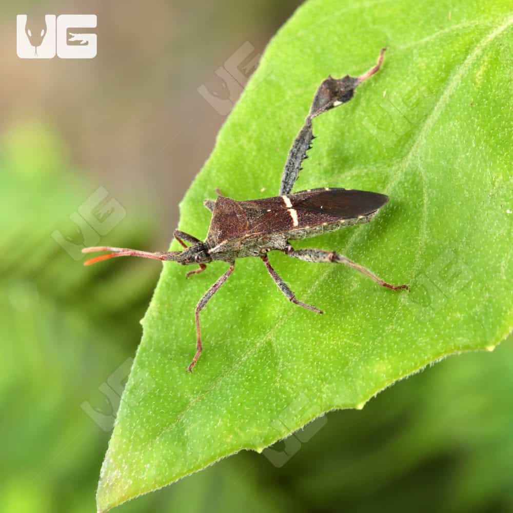 Eastern Leaf Bug For Sale - Underground Reptiles