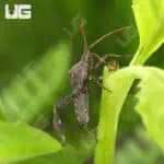 Eastern Leaf Bug For Sale - Underground Reptiles