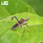 Eastern Leaf Bug For Sale - Underground Reptiles