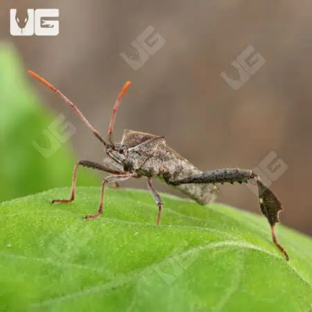 Eastern Leaf Bug For Sale - Underground Reptiles