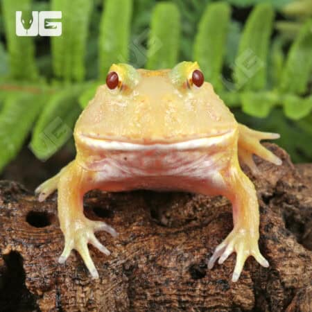 Lime White Pacman Frog for sale - Underground Reptiles