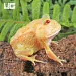 Lime White Pacman Frog for sale - Underground Reptiles