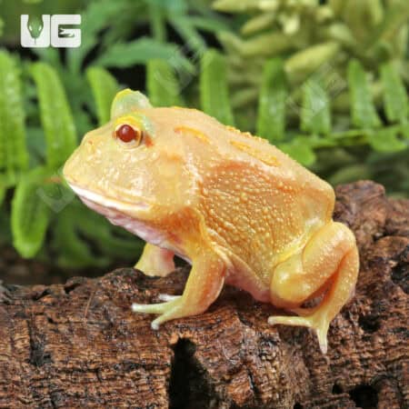 Lime White Pacman Frog for sale - Underground Reptiles