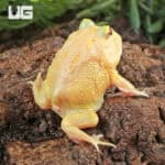 Lime White Pacman Frog for sale - Underground Reptiles