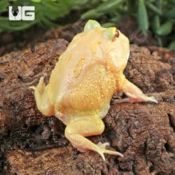 Lime White Pacman Frog for sale - Underground Reptiles
