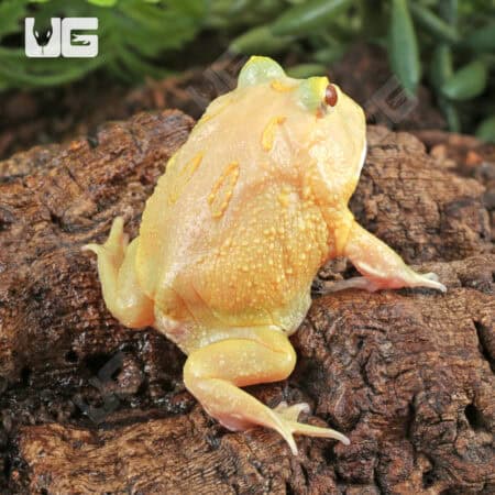 Lime White Pacman Frog for sale - Underground Reptiles