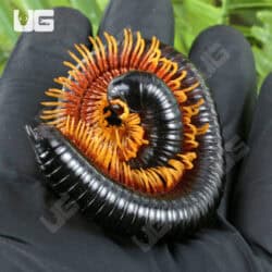 NEW! Inferno Ghost Rider Millipede Auction #2186428