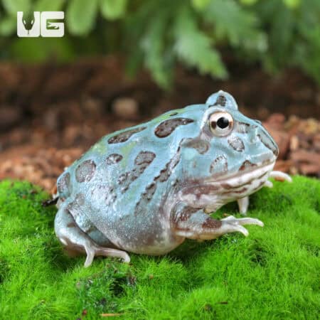 Mutant Blue Metal Pacman Frogs for sale - Underground Reptiles