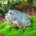 Mutant Blue Metal Pacman Frogs for sale - Underground Reptiles