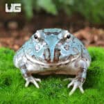 Mutant Blue Metal Pacman Frogs for sale - Underground Reptiles