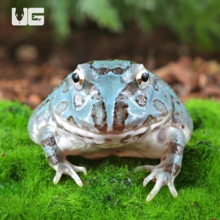 Mutant Blue Metal Pacman Frogs for sale - Underground Reptiles